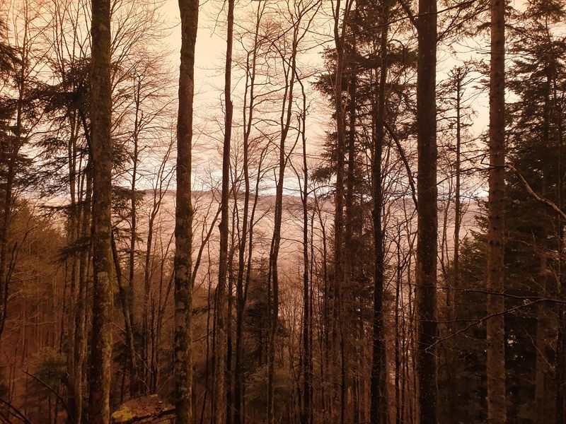 randonnee-vers-col-de-rimbach-et-auberge-de-belacker_8