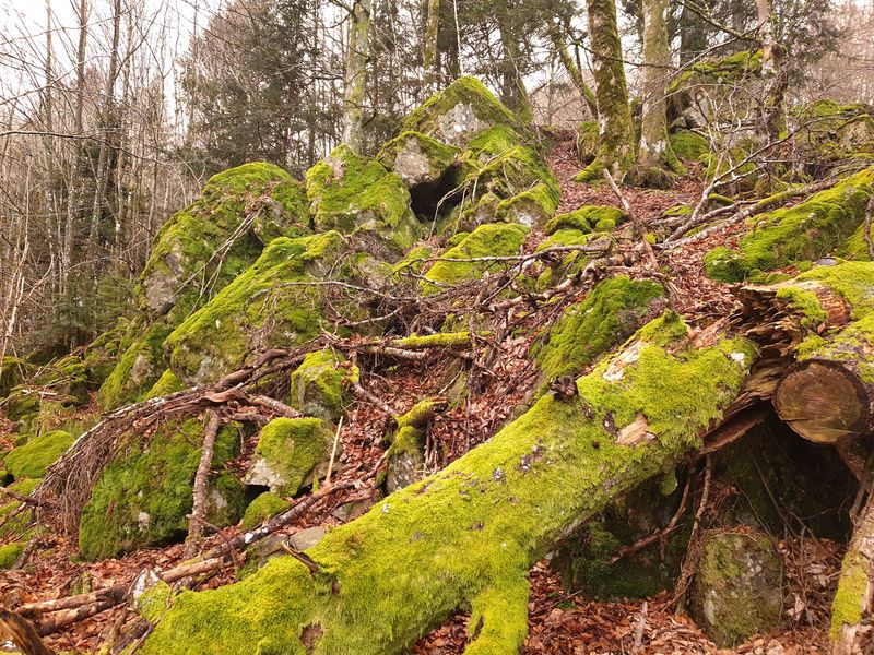 randonnee-vers-col-de-rimbach-et-auberge-de-belacker_22