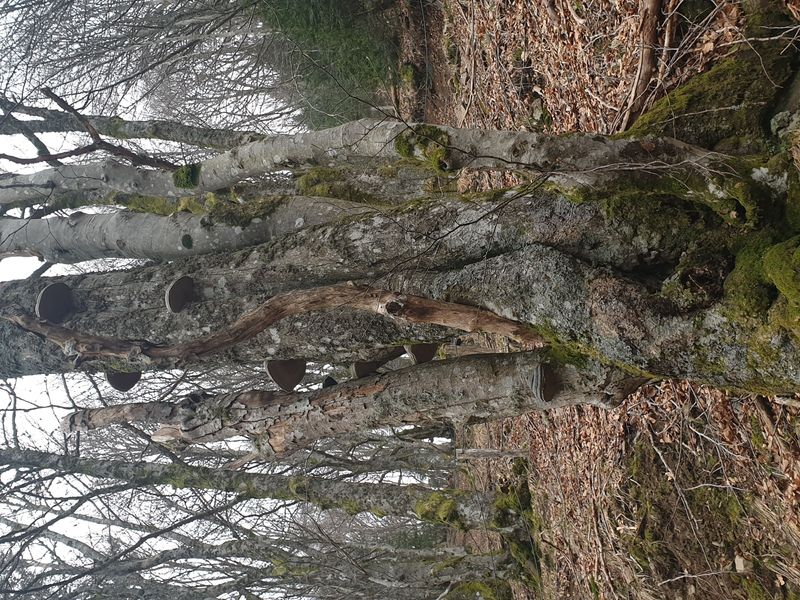 randonnee-aux-gazon-vert-rouge-gazon-lac-puis-col-des-perches_17