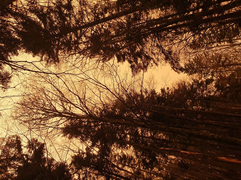 randonnee-vers-col-de-rimbach-et-auberge-de-belacker_7