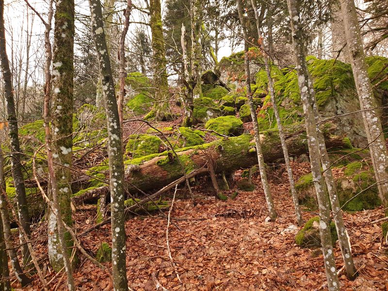 randonnee-vers-col-de-rimbach-et-auberge-de-belacker_20