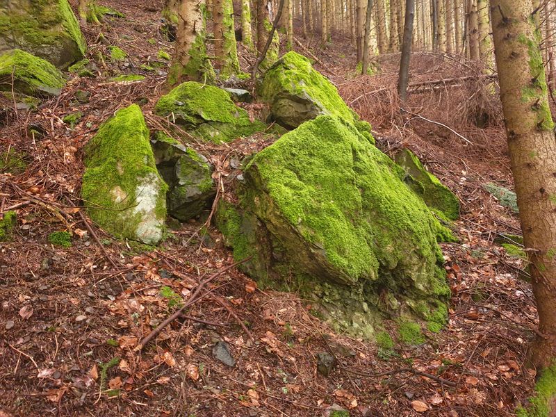 randonnee-vers-col-de-rimbach-et-auberge-de-belacker_9