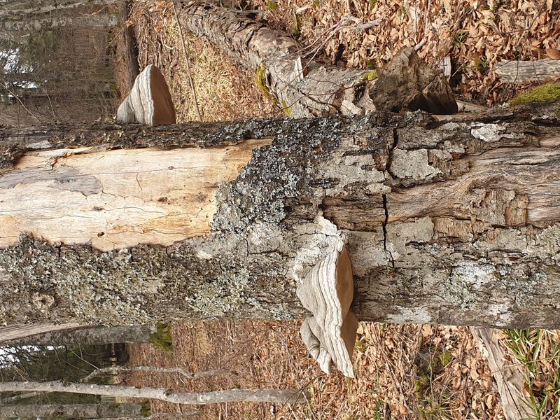 randonnee-en-grand-ballon_36