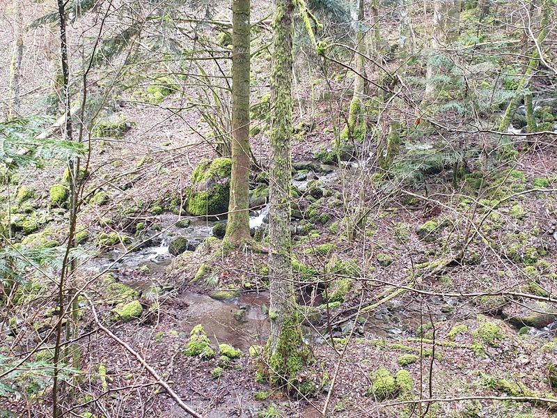 randonnee-vers-col-de-rimbach-et-auberge-de-belacker_24